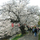 桜に逢う