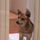 ペット後進国・日本 動物愛護法改正の争点とは