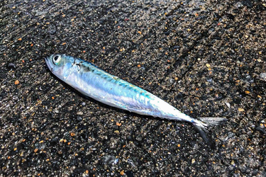 日本のサバが危ない 幼魚も獲っちゃう仕組み Wedge ONLINE(ウェッジ 
