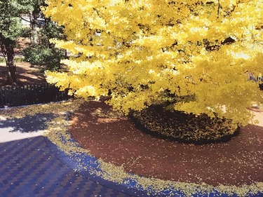 東京都美術館にひっそり佇む被災イチョウ 風景芸術として日常を彩り