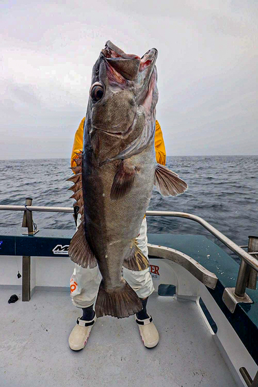 写真に注目〉海外でこんなに大きな魚が釣れる理由 釣り人たちにも影響を及ぼす日本漁業の悪循環 Wedge ONLINE(ウェッジ・オンライン)