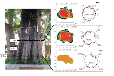 内部診断で捉えた樹木の「驚異の生命力」 関東大震災と空襲、二度の