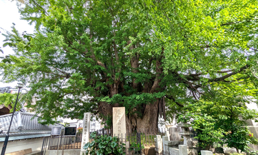 イチョウ 根上がり 銀杏 希少 イチョウ | Ginkgo biloba | かぎけん花図鑑