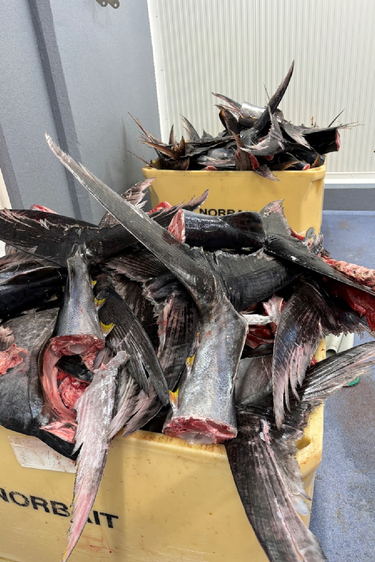 注目＞ノルウェーのクロマグロは平均270キロ、巨大マグロが獲れる理由